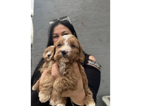 Safkan maltipoo yavrularım