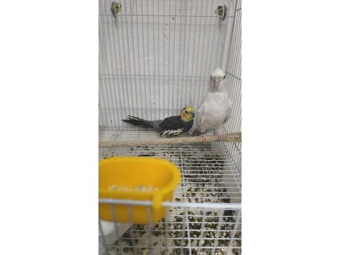 Erkek sultan papağanı