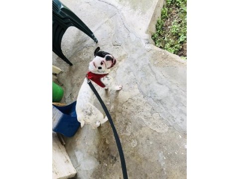 1 yasında french bulldog kızıma yavru arıyoruz