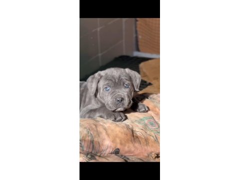 Cane corso yavrular