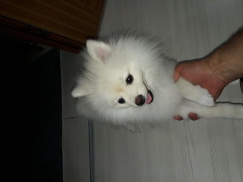 Pomeranian boo 7 aylık