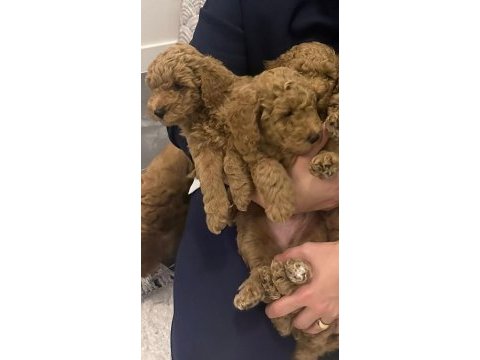 45 günlük poodle kahverengi bebekler