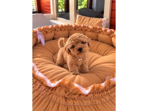 Toypoodle ırk ve sağlık garantili kore kan bebekler 