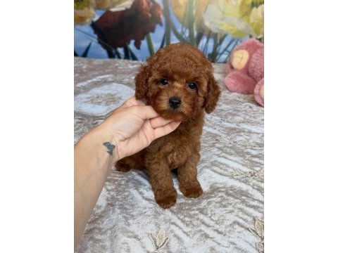 Toy poodle yavruları 