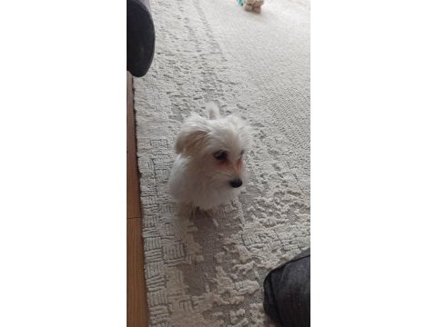 Ocak 2023 doğumlu dişi maltese