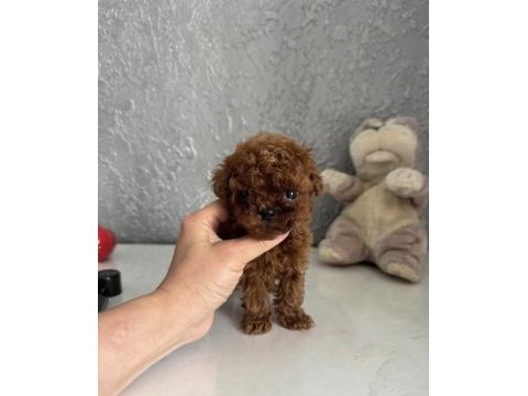 Teacup kore toy poodle bebekler