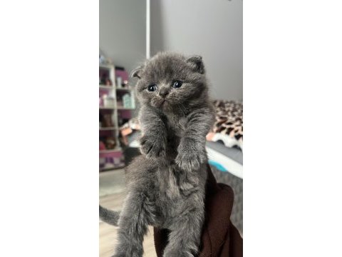 Yavru british shorthair