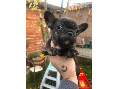 Uygun french bulldog bebeklerimiz
