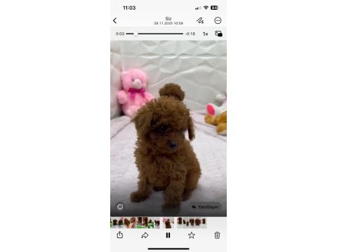 Yavru poodle ırk garantili