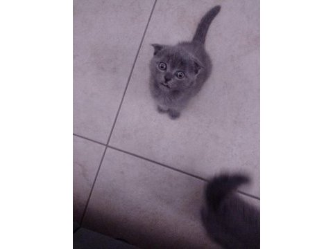 Yine kalite yine scottish fold