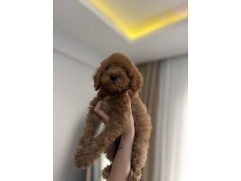 Aşılı wc eğitimli son erkek toy poodle yavru