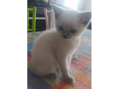 British shorthair blue point