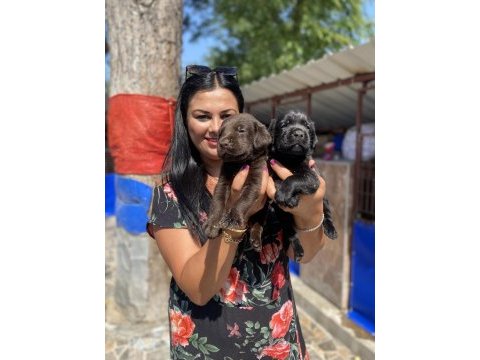 Çikolata labrador yavrularım