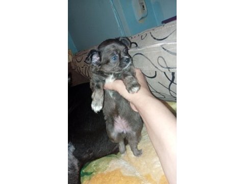 Bir kızımız ve bir oğlumuz var 50 günlük köpekler