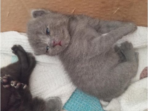Scottish fold ve british shorthair yavrular