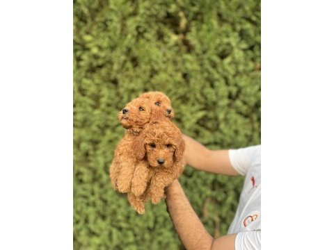 Sağlık garantili toy poodle bebekler