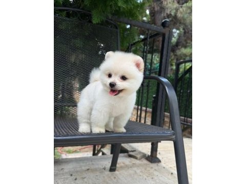 Orjinal pomeranian yavrumuz 