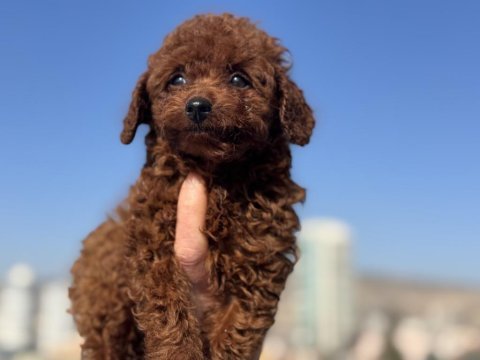 Çiftliğimizde toy poodle ları görüp ala bilirsiniz