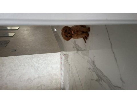 Sahibinden poodle yavrumuzdan ayrılmak zorundayız