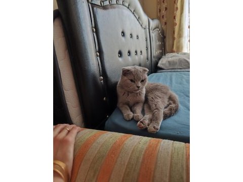 Scottish fold dişi 1 yaşında kızımız kısır değil