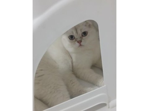 Anne ve oğul kediler yeni yuva arıyorlar