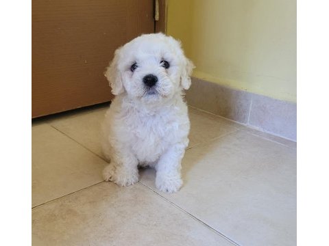 Kar beyaz 0 numara maltese yavrular