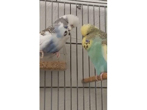 Show jumbo takım hazır muhabbet eşler yavru alındı