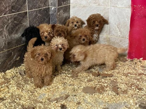 Poodle yavrularımız yeni ailelerini beklemekte
