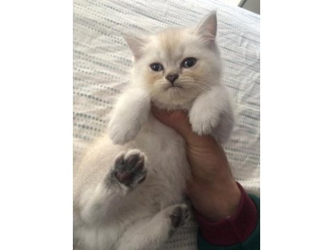 British blue point yavru