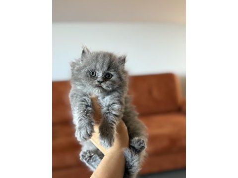 Brıtısh longhaır safkan yavrularım 