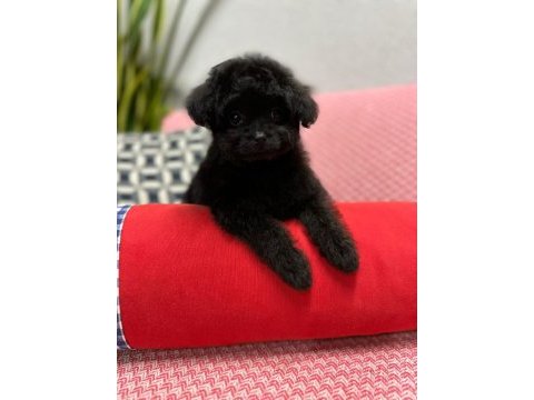 Toy boyut f1 maltipoo yavrular