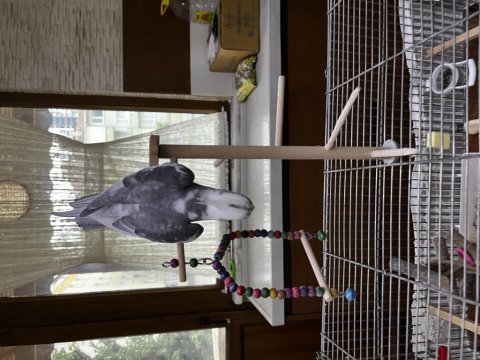 Ele alışık sultan papağanı