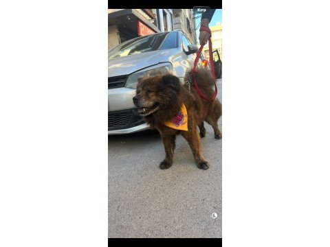 Erkek çin aslanı kısır değil çok uyumlu