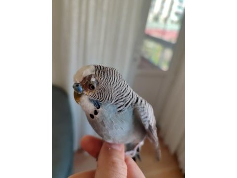 1 yaşında erkek tatlı muhabbet kuşu