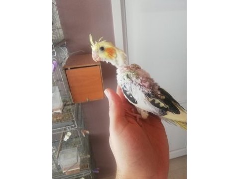 Yeni yeme düşecek olan pied sultan yavruları