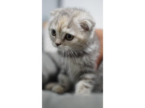 Veteriner kontrolünde sağlıklı scottish fold yavrular