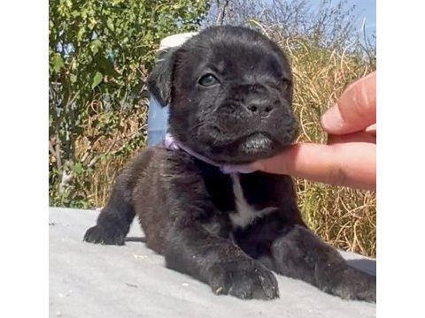Cane corso bakımlı