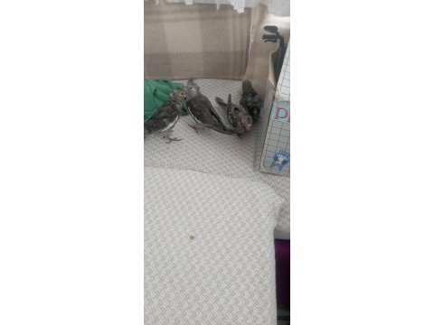 Sultan papağanı yavru