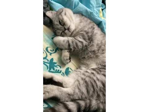 6,5 aylık scottish fold yavrumuz