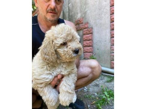 Birbirinden tatlı dişi-erkek poodle