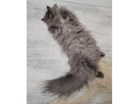 Dişi chinchilla cinsi kedimiz