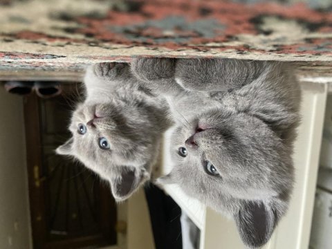 Yavru 3 adet sağlıklı british shorthair