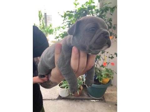 French bulldog bebekler için iletişim