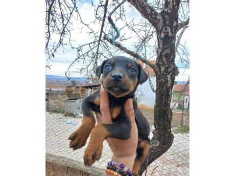 King doberman estetikli ve estetiksiz