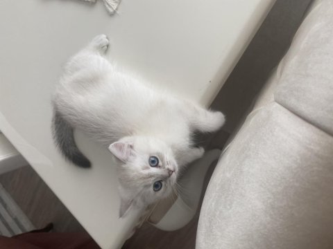 2 aylık yavru british shorthair