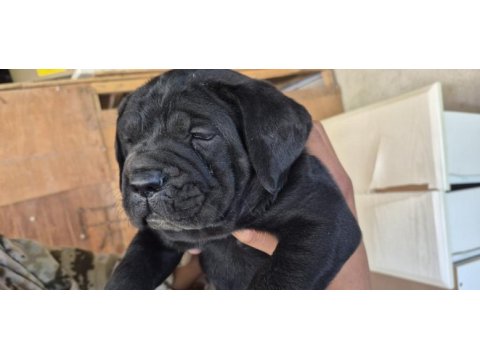 Cane corso 35 günlük yavrular