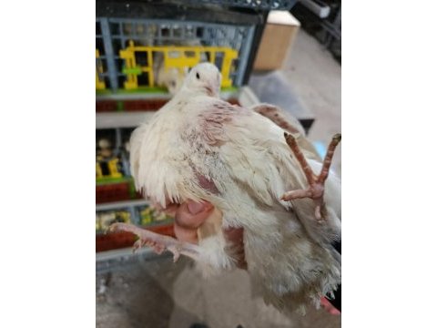 Teksas bıldırcın kuluçkalık yumurta