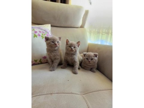 50 günlük scottish fold yavrularımıza yuva arıyoruz