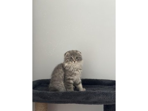 Scottish fold uzun tüylü kırık kulak 2 aylık