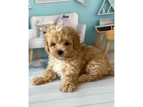 Dünya tatlısı f2 maltipoo yavruları